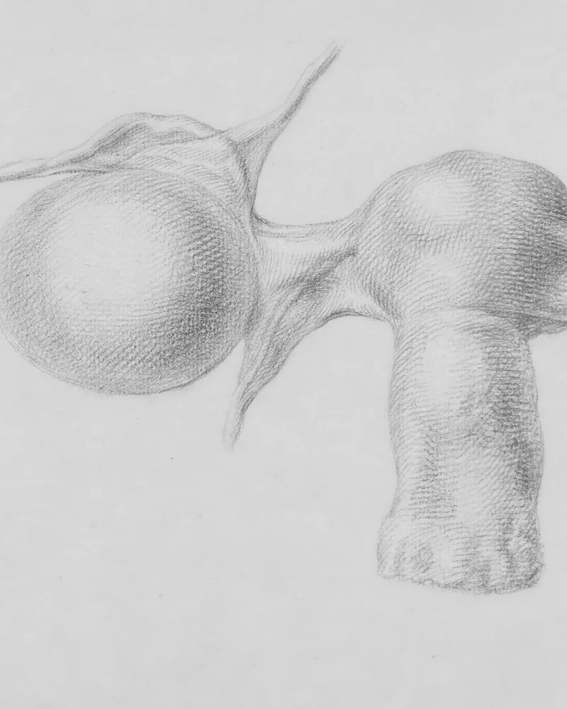 Estudio a lápiz de una esfera y una forma anatómica resueltas con trama fina y degradado tonal sobre papel claro.